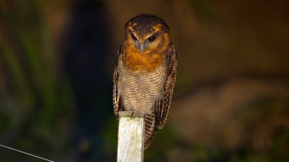Brown Wood Owl (Strix leptogrammica)