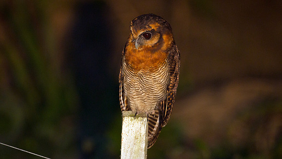 Brown Wood Owl (Strix leptogrammica)
