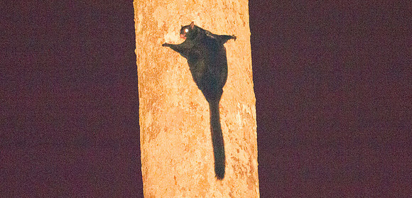 IMG_6619