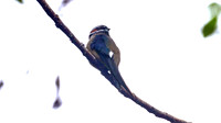 Whiskered Treeswift (Hemiprocne comata)