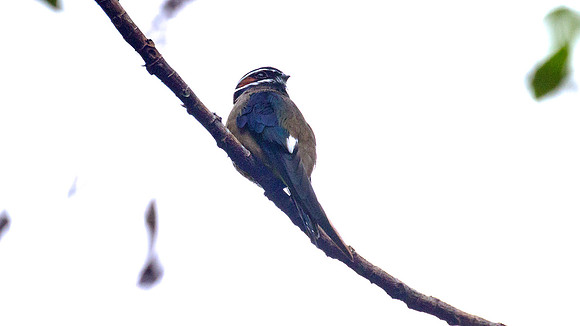 Whiskered Treeswift (Hemiprocne comata)