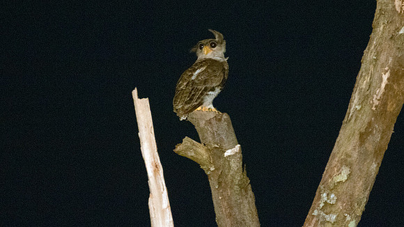 Barred Eagle-Owl (Bubo sumatranus)