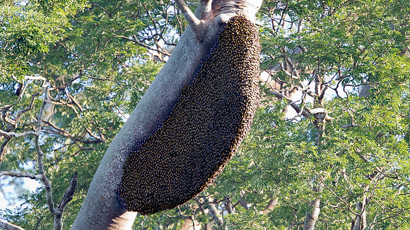Koompassia excelsa tree with Giant Honey Bee nests