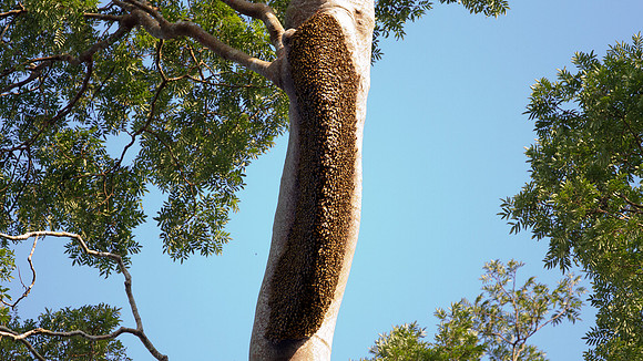 Koompassia excelsa tree with Giant Honey Bee nests