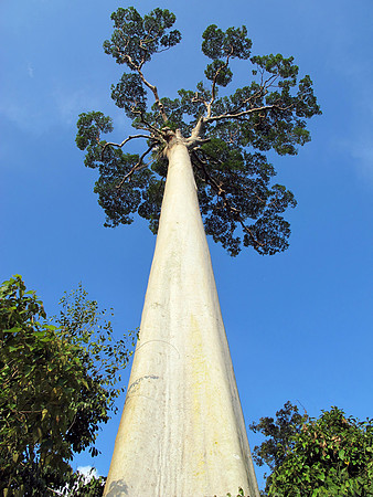 Koompassia excelsa tree