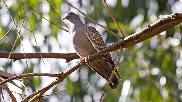 Spot-winged Pigeon (Patagioenas maculosa)