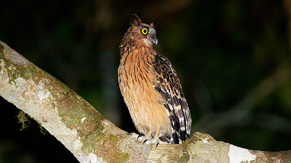 Buffy Fish Owl (Bubo ketupu)