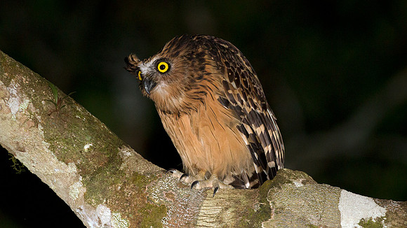 Buffy Fish Owl (Bubo ketupu)