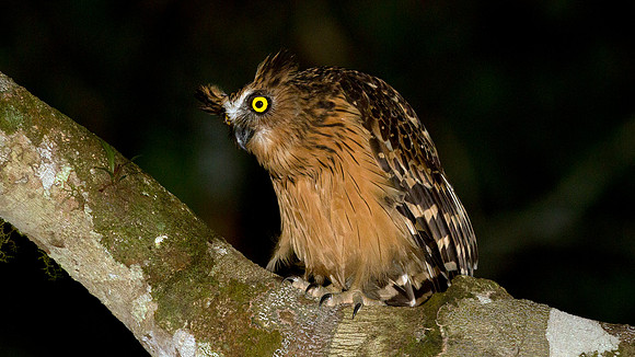 Buffy Fish Owl (Bubo ketupu)