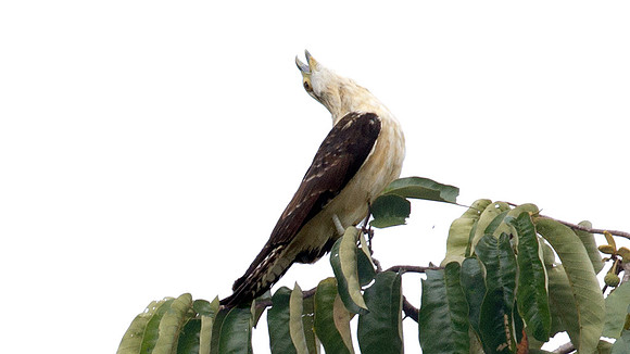 Yellow-headed Caracara (Milvago chimachima)