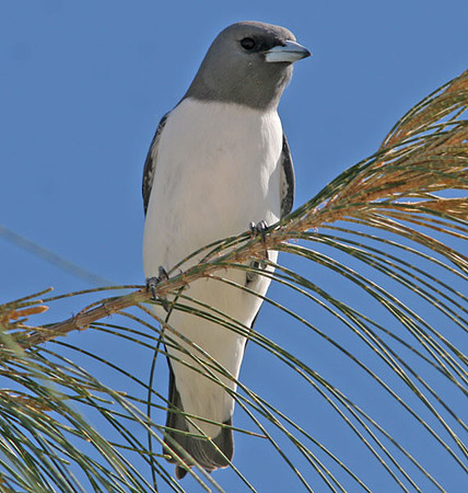White-breasted Woodswallow (Artamus leucorynchus)