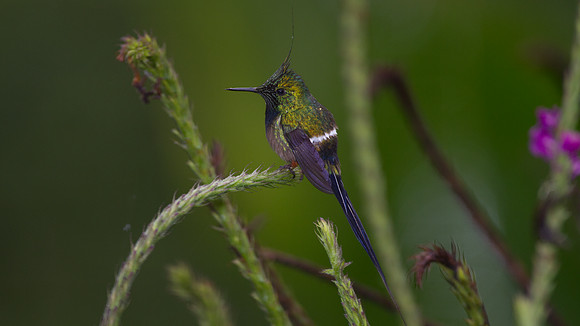 Wire-crested Thorntail (Discosura popelairii)