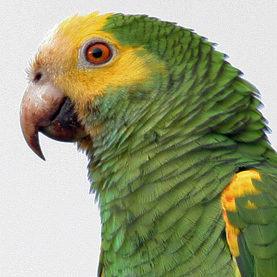 Yellow-shouldered Amazon (Amazona barbadensis) also known as Yellow-shouldered Parrot