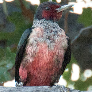 Lewis's Woodpecker (Melanerpes lewis)