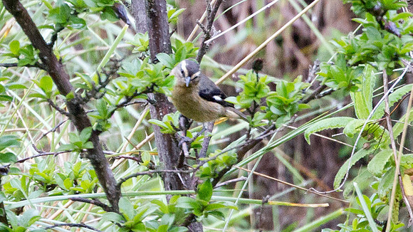 Cinereous Conebill (Conirostrum cinereum)