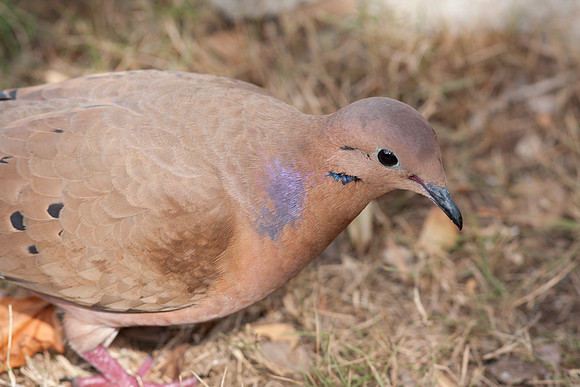 Zenaida Dove (Zenaida aurita)