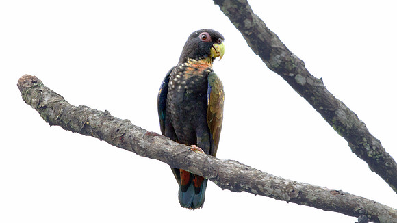 Bronze-winged Parrot (Pionus chalcopterus)