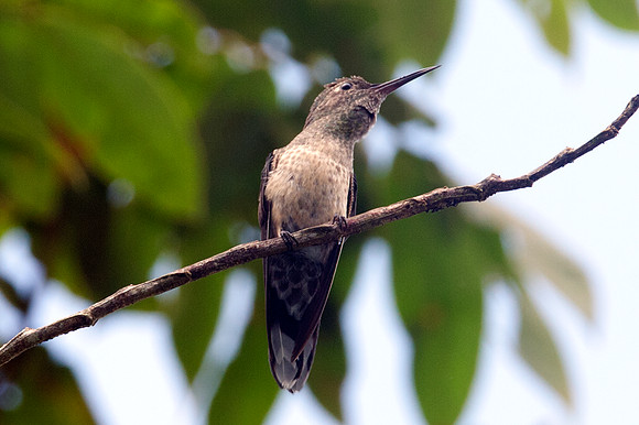 Hummingbird ?