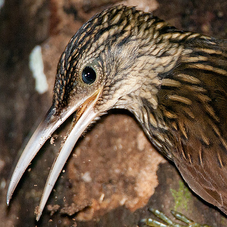 Ivory-billed Woodcreeper (Xiphorhynchus flavigaster)