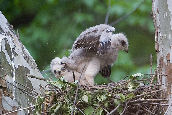 Red-shouldered Hawk (Buteo lineatus) juvenile