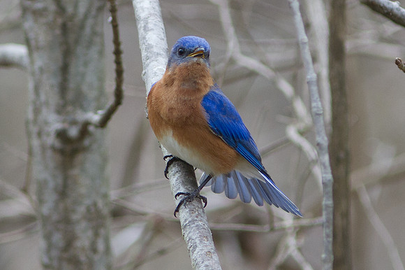 Eastern Bluebird (Sialia sialis) Male