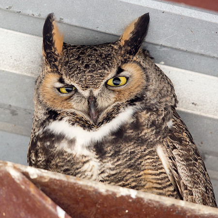 Great horned owl (Bubo virginianus)