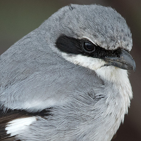 Loggerhead shrike (Lanius ludovicianus)