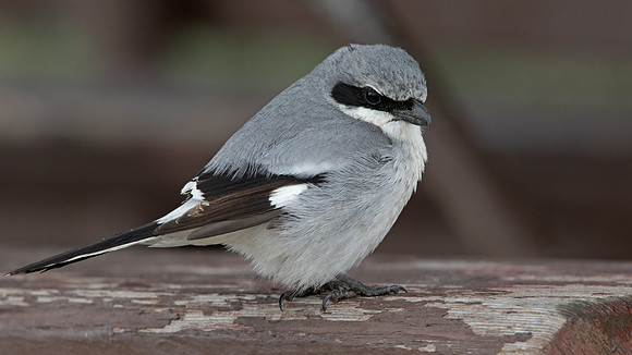 Loggerhead shrike (Lanius ludovicianus)