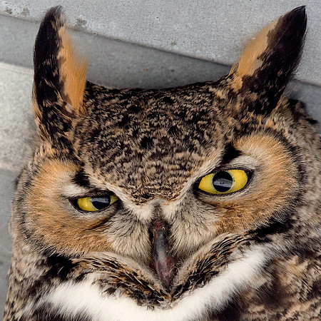 Great horned owl (Bubo virginianus)