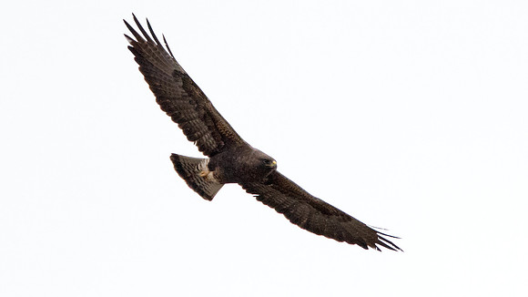 Golden eagle (Aquila chrysaetos)