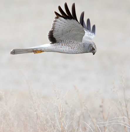 Northern harrier (Circus cyaneus) Male