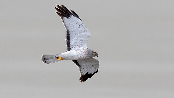 Northern harrier (Circus cyaneus) Male