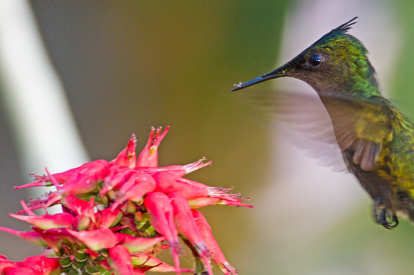 Antillean Crested Hummingbird (Orthorhyncus cristatus)