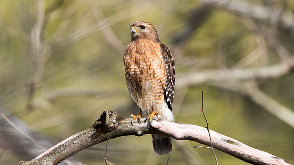 Red-shouldered hawk (Buteo lineatus)