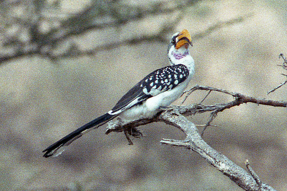 Northern Yellow-billed Hornbill (Tockus flavirostris)