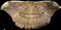 Top view