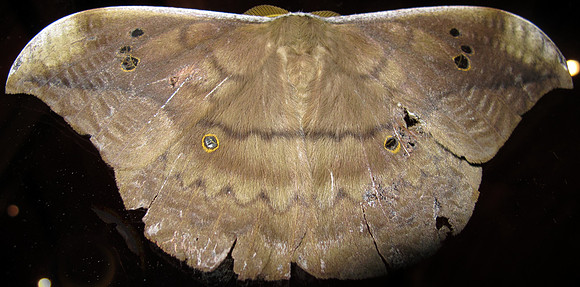 Top view