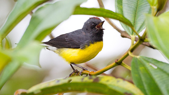 Slate-throated Whitestart (Myioborus miniatus)