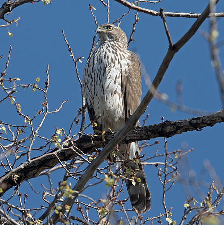 Cooper's hawk (Accipiter cooperii)