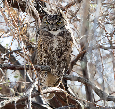 Great horned owl (Bubo virginianus)
