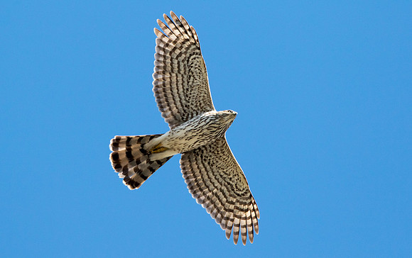 Cooper's hawk (Accipiter cooperii)