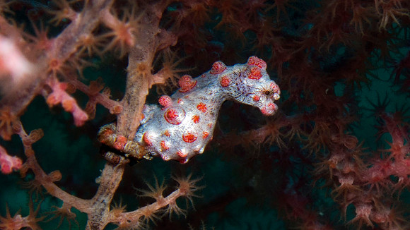 Pygmy Seahorse (Hippocampus bargibanti)
