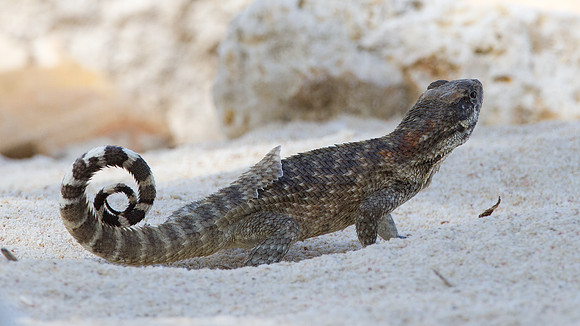 Curly-tailed Lizard (Leiocephalus carinatus granti) also known as Lion Lizard