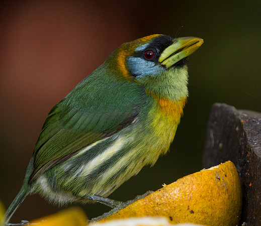 Red-headed barbet (Eubucco bourcierii) Female