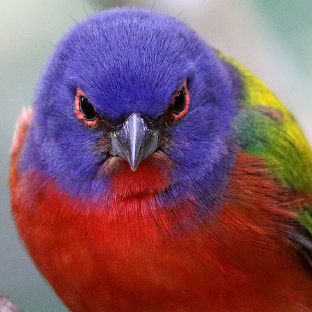 Painted bunting (Passerina ciris) Male