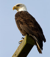 Bald Eagle (Haliaeetus leucocephalus)
