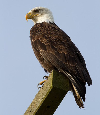 Bald Eagle (Haliaeetus leucocephalus)