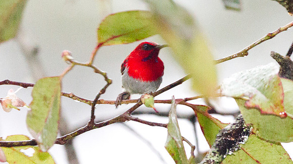 Temminck's Sunbird (Aethopyga temminckii) male