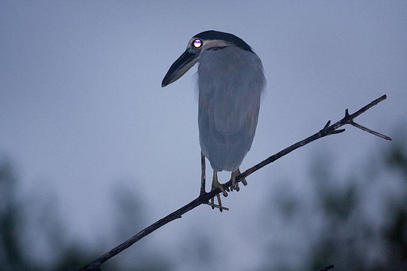 Boat-billed Heron (Cochlearius cochlearius)