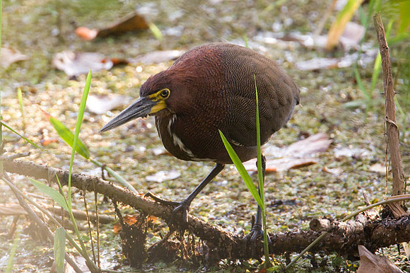 Rufescent Tiger Heron (Tigrisoma lineatum)